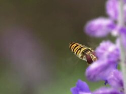 SLOW MOTION: Flying Hoverfly Stock Footage