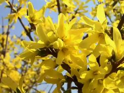 HD: Yellow blossoms Stock Footage