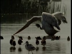MCU Pelican scratching, turns away from camera, Gujarat, India Stock Footage