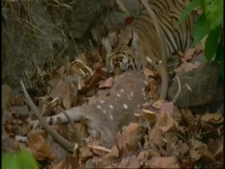 Sequence MS Royal Bengal tiger (Panthera tigris tigris) close up eating Chital deer carcass, Bandhavgarh National Park, India Stock Footage