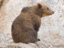 Wildlife - brown bear HD VIDEO Stock Footage