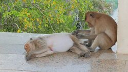 Monkey's Grooming Stock Footage