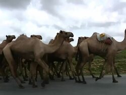 Camel train in Ethiopia Stock Footage