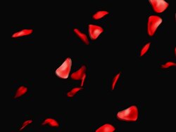 Rose Leafs Falling Hd Stock Footage