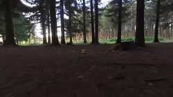 Finding mushrooms Stock Footage