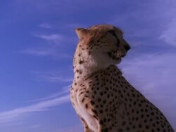 Tilt up of a cheetah sitting on a vehicle Stock Footage