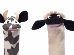 Cow and Lamb Puppets with white background Stock Footage