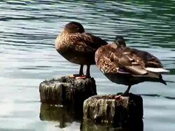 HD: Ducks Stock Footage