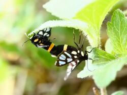 Breeding butterflies Stock Footage