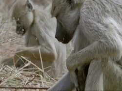 Baboons eating with young, CU, Tanzania Stock Footage