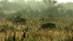 Gazelle Goitered Stock Footage