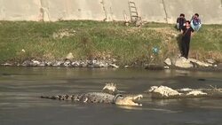 VOICED : Carrera para salvar a cocodrilo indonesio atrapado en neumaticos News Clip