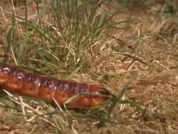 Huge Caterpillar Passing By 2/2 Stock Footage