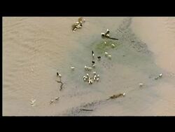 UK: Aerials of flood devastation at Cockermouth  News Clip