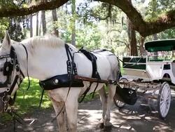 MS Shot of horse and carriage / Lamy, New Mexico, United States Stock Footage