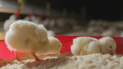 Chicken at the farm feeding Stock Footage