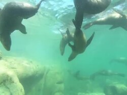 Sea Lions, many at surface, Mexico  Stock Footage