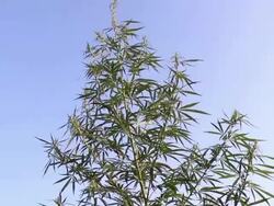 Marijuana cannabis Stock Footage