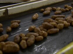 Close up of one row of potatoes moving along a conveyor belt in the packing plant. Stock Footage