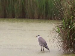 WS SLO MO R/F Grey Heron (ardea cinerea) adult in Rain (South of France) / Saintes Marie de la Mer, Camargue, France Stock Footage