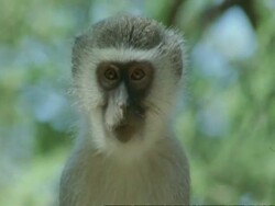 Vervet monkey, Cercopithecus aethiops, sitting in tree and eating, Botswana, Africa Stock Footage