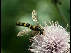 CU Hoverfly feeding on flower, UK Stock Footage