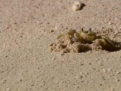 CU PAN Shot of crab on beach digging small hole / Bridgetown, Saint Michael, Barbados Stock Footage