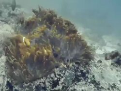 Clownfish swimming amongst orange anemones Stock Footage