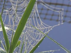 Spider-web Stock Footage