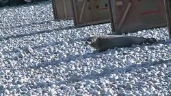 CLEAN : Norway scraps controversial seal hunting subsidy News Clip
