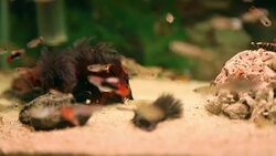 Aquarium full of colorfull fish Stock Footage