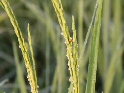 Young spike in the rice field. Stock Footage
