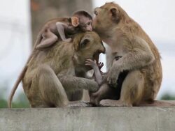 Two monkey-mothers with their childs. Stock Footage