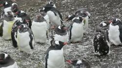 Gentoo Penguins moulting at Hannah Point on Livingston Island in the South Shetland Islands, Antarctic. Stock Footage