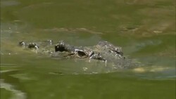 A crocodile glides snout-deep in a river until it attacks. Stock Footage