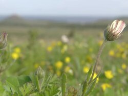 WS View of Namaqualand daisies with closed buds swaying / Namaqualand, Northern Cape, South Africa Stock Footage