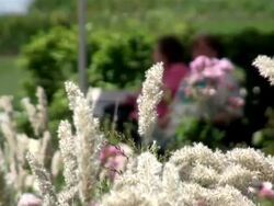 CU Grass waving in wind / Koblenz, Rhineland-Palatinate, Germany Stock Footage
