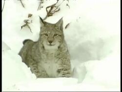 MS pair of Lynx cubs playing in snow, Arctic Circle Stock Footage