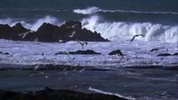 SLO MO, PAN seagulls flying over ocean Stock Footage