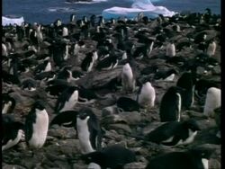 MS Adelie Penguin, Pygoscelis adeliae, colony on shore, Antarctica Stock Footage
