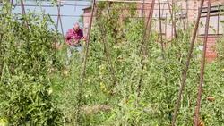 Senior man picking tomatoes in his allotment Stock Footage