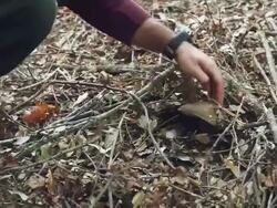 Porcini mushroom known as boletus edulis harvest Stock Footage