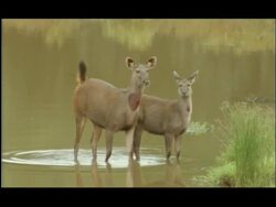 Pair of alert Sambar Deer (Cervus unicolor) standing in sunlit water, Kaitole, Nagarahole National Park, India Stock Footage
