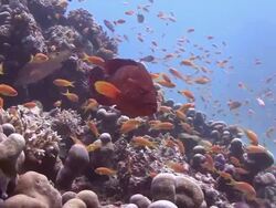 Coral Grouper Stock Footage
