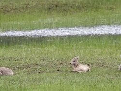 MS Shot of Three bighorn sheep lambs resting near pond / Estes Park, Colorado, United States Stock Footage