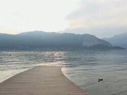 Ducks swim under curving lake pier, at dawn Stock Footage
