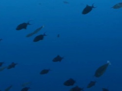 MS Schooling grey reef sharks / Palau, Micronesia, Palau  Stock Footage