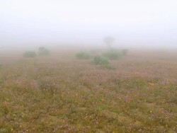 WS PAN View of Large field covered with orange and purple spring flower and low mist / Namaqualand, Northern Cape, South Africa Stock Footage