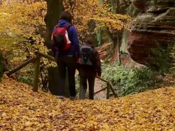 MS Two hiker women walking through autumn forest  / Kastel-Staadt, Rhineland-Palatinate, Germany Stock Footage