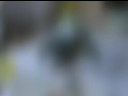 Rescuing oiled sea turtles is a learn-as-you-go process for veterinarians and other scientists. Treatments may change later says a senior veterinarian for Audubon Nature Institute, which houses the center treating 27 oiled sea turtles. News Clip